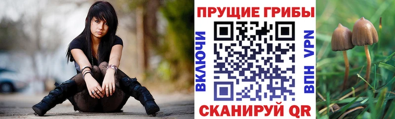 Купить где  Межгорье  Галлюциногенные грибы Psilocybine cubensis 